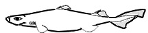 Etmopterus princeps_009.jpg
